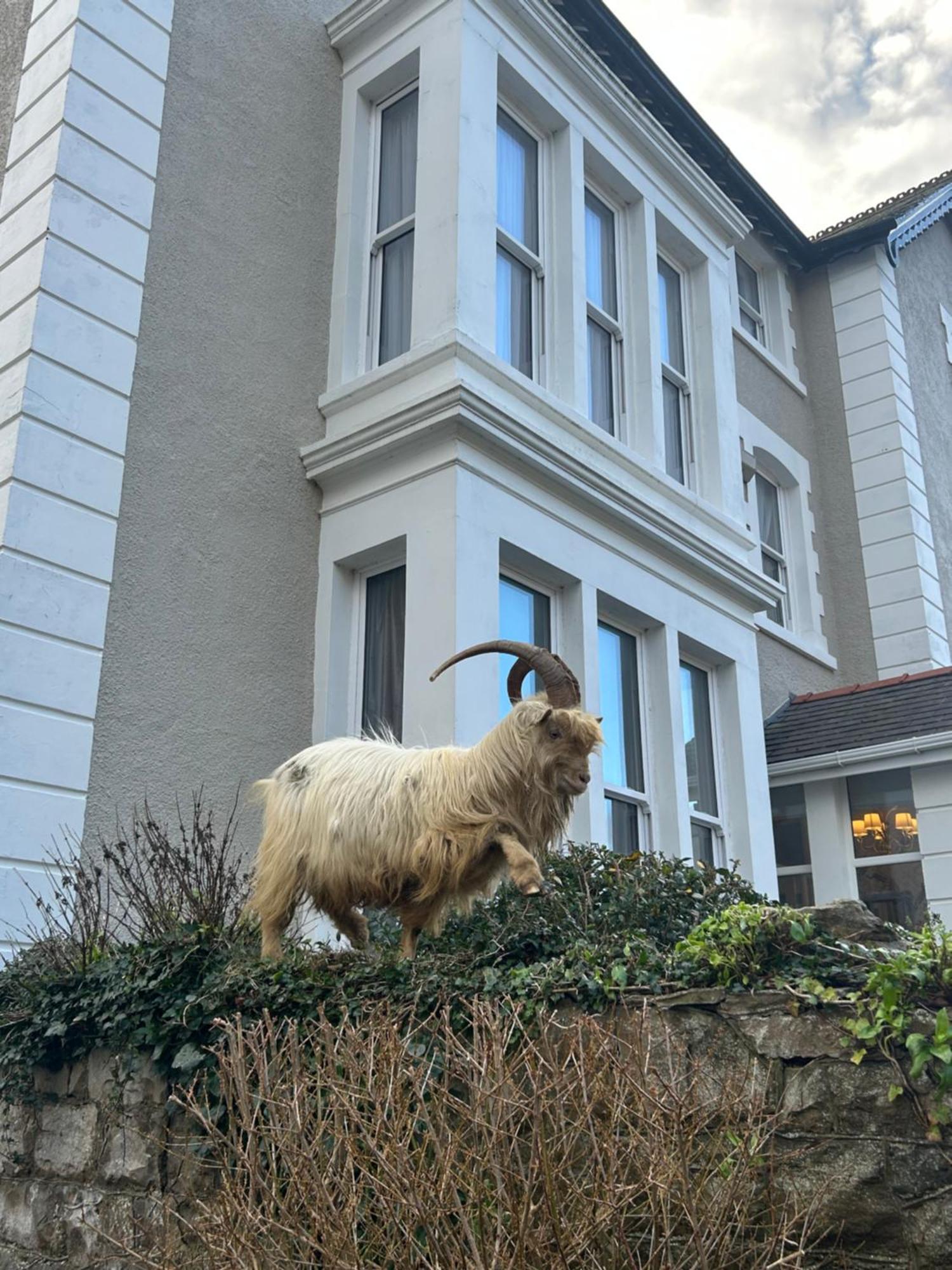 ホテル Lansdowne House With Private Car Park ランディドノー エクステリア 写真